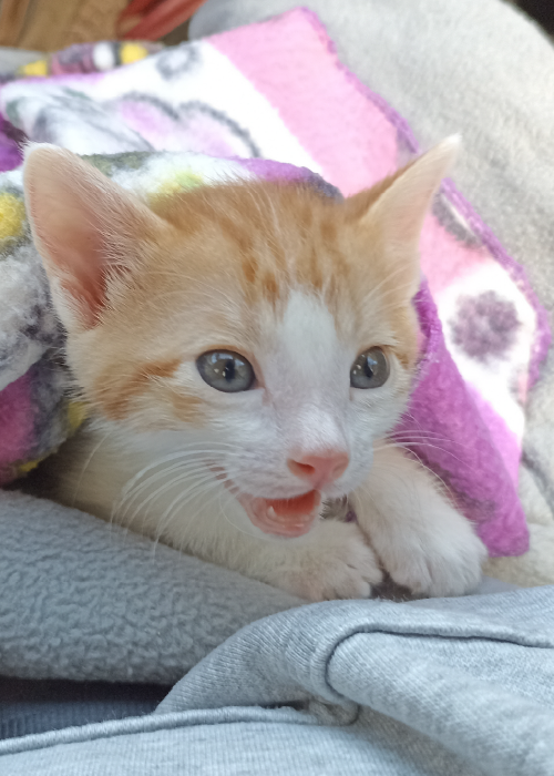 Acoller-gatos_Mesa de trabajo 1