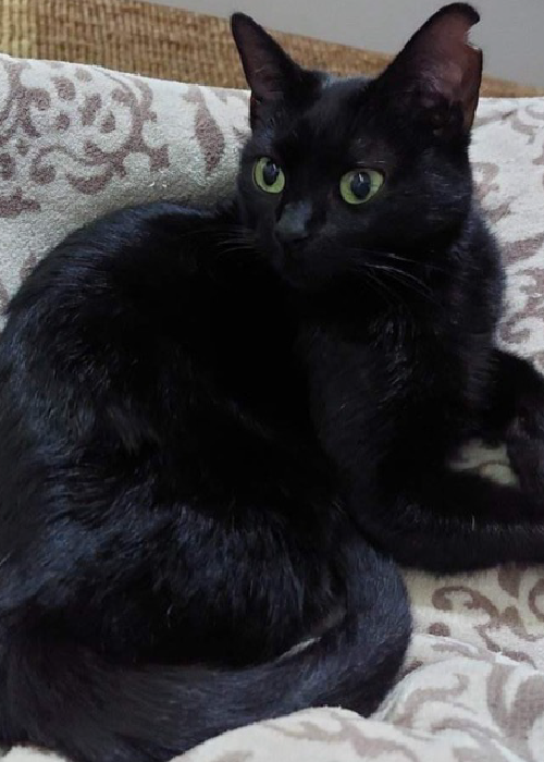 Acoller_Mesa de trabajo 1