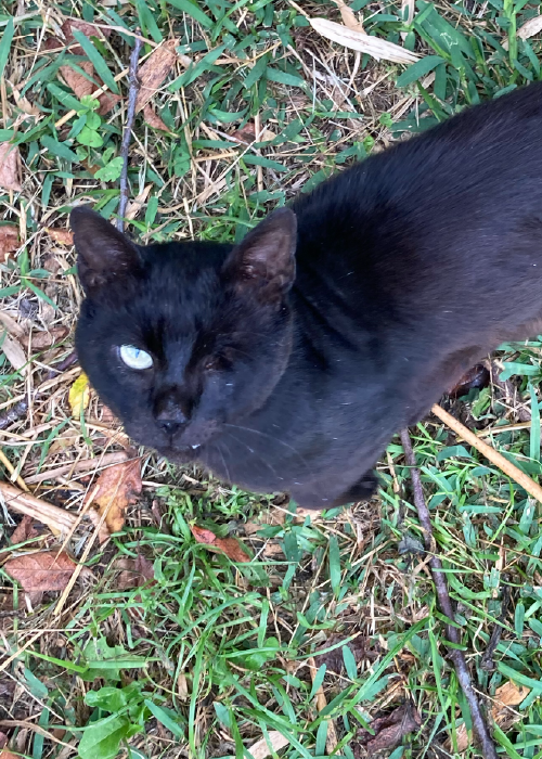 gastos de acoller un gato