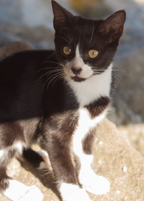 hazte socio de colonias canguesas