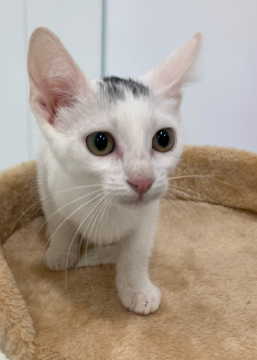 ventaja de acoller un gatito