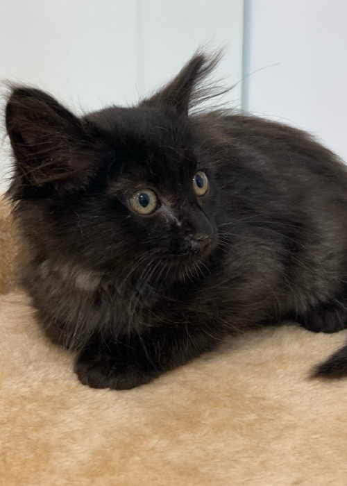 ventajas-para-ti_Mesa de trabajo 1