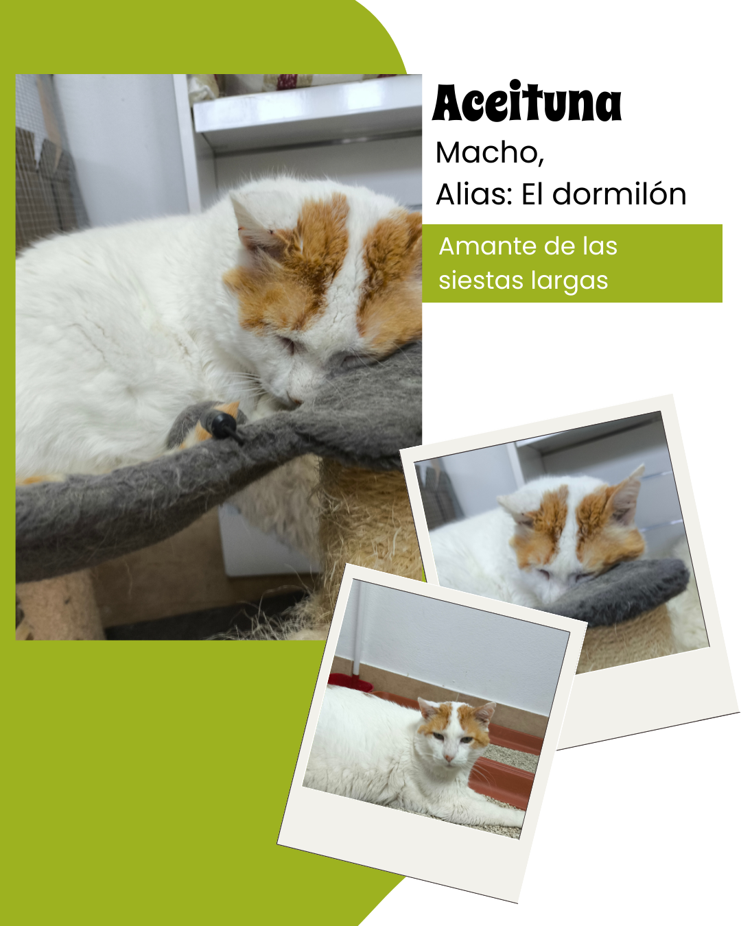 gatos-en-adopcion