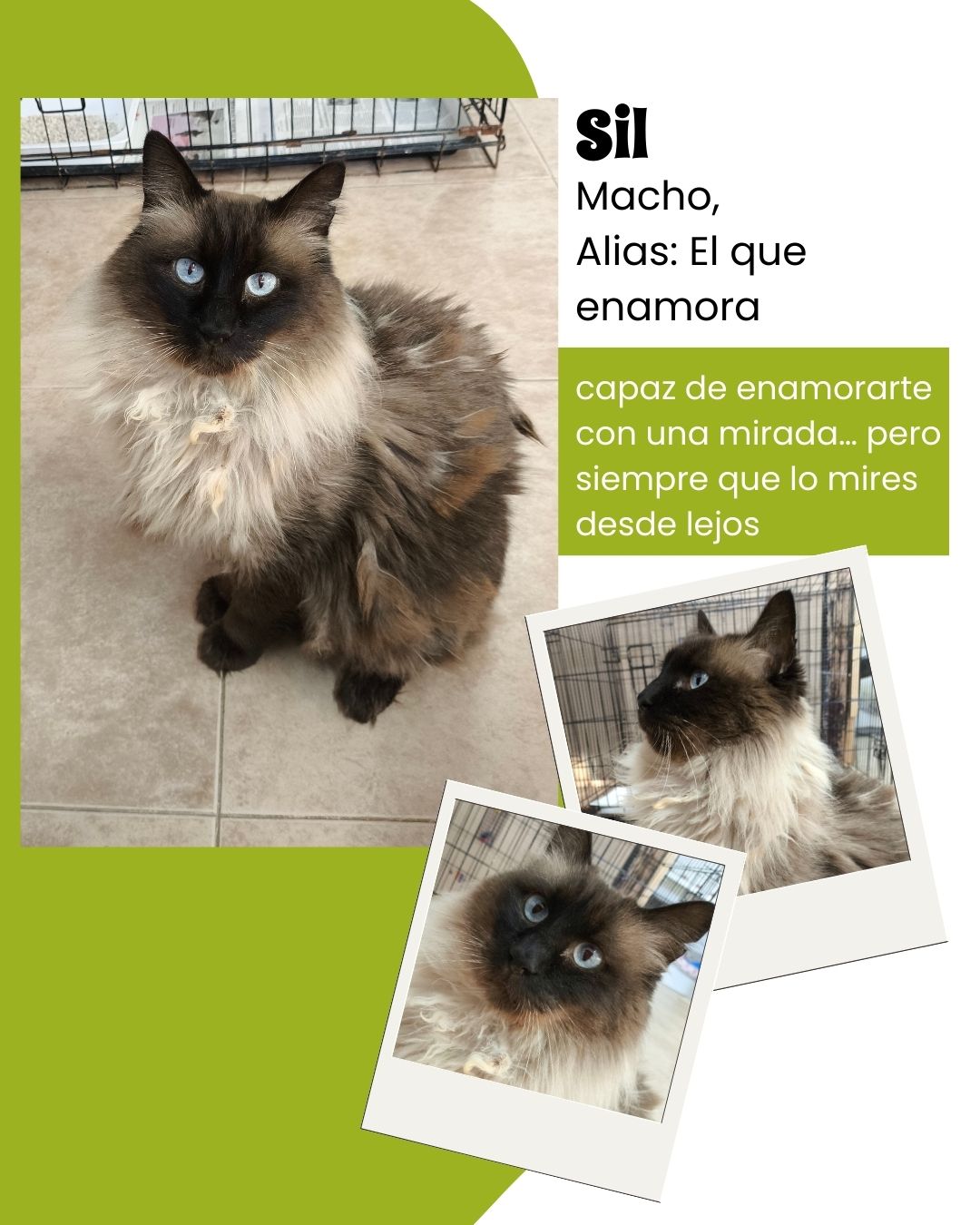 gatitos para adoptar